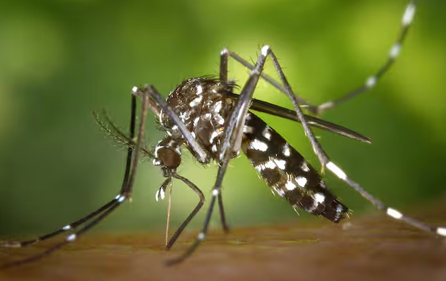 Malaria